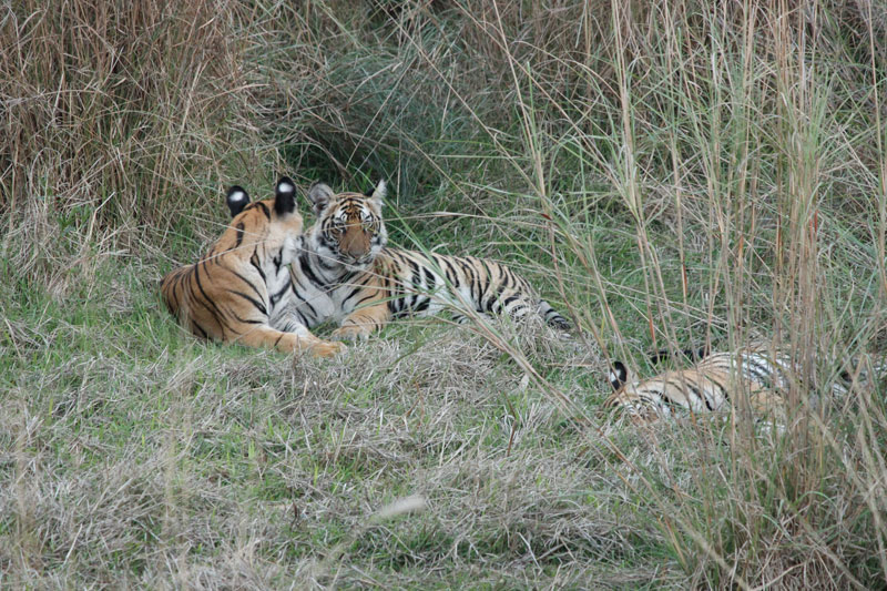 Bandhavgarh National Park