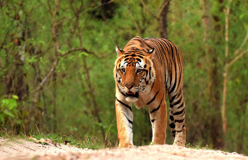 bheema tiger pench