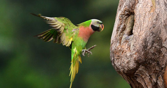 bird watching in uttarakhand