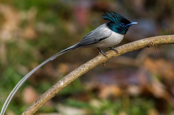 Khangchendzonga National Park, Sikkim