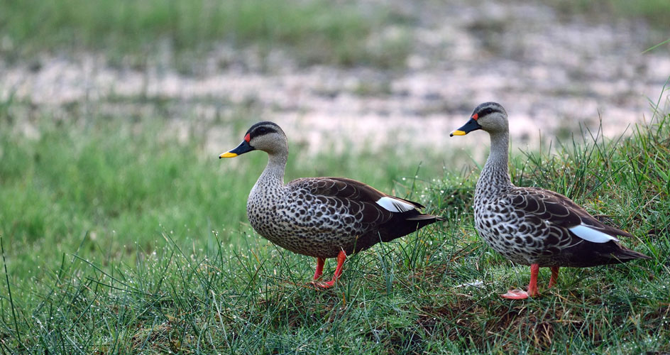 birds tadoba