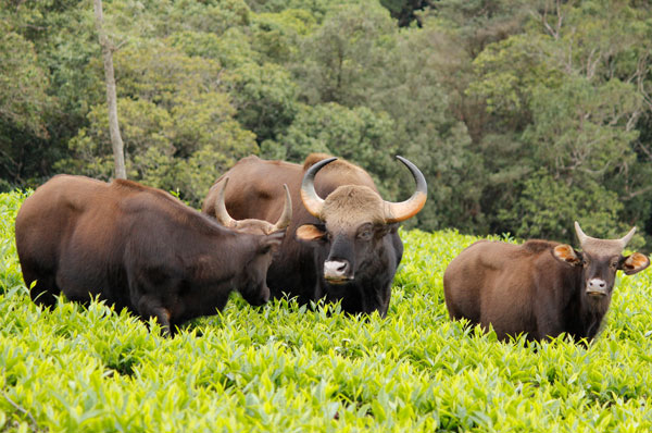 Bandipur National Park India