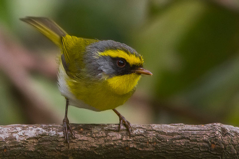 black faced warbler