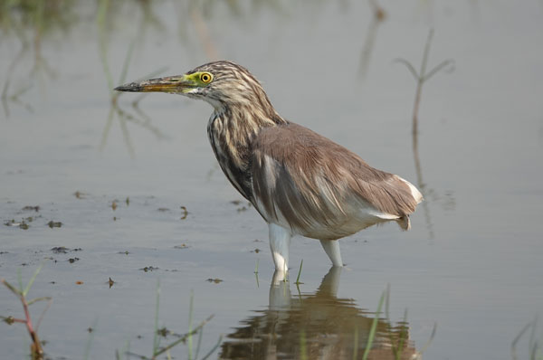 Chilka Lake Bird Sanctuary, Orissa