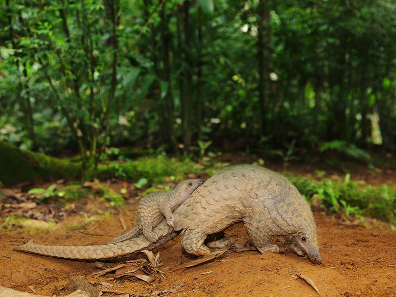 chinese pangoli kaziranga