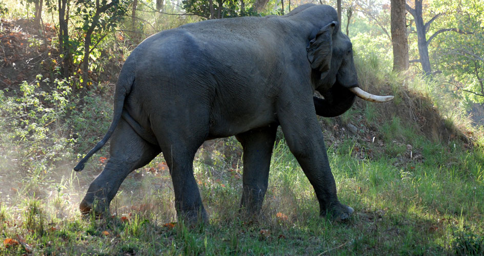 corbett national park