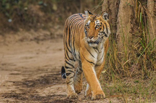 India Nepal Wildlife Tour