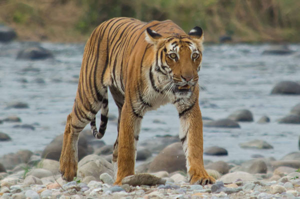 Jim Corbett National Park - Corbett Tiger Reserve India
