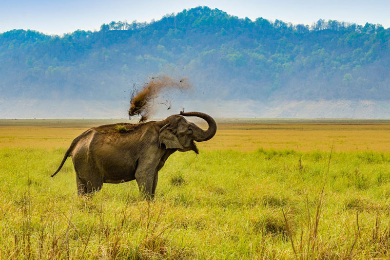 corbett elephant mudbath