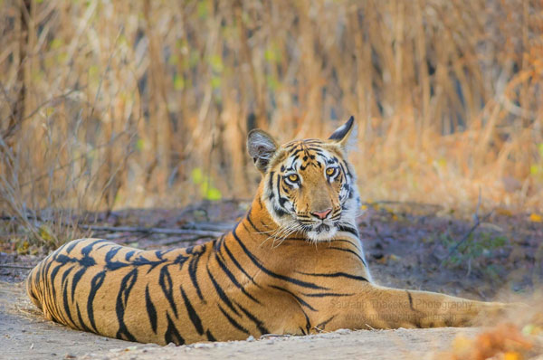 Jim Corbett National Park - Corbett Tiger Reserve India