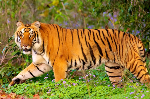 Nanda Devi National Park India - Jungle Safari Information