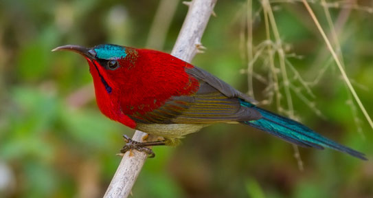 crimson sunbird