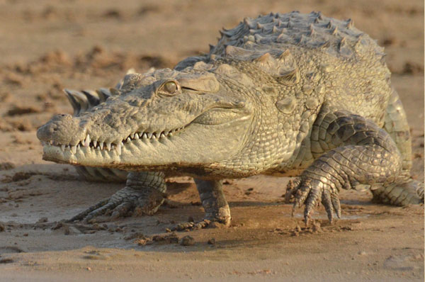 National Chambal Sanctuary