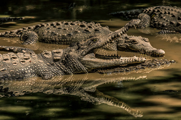 crocodile