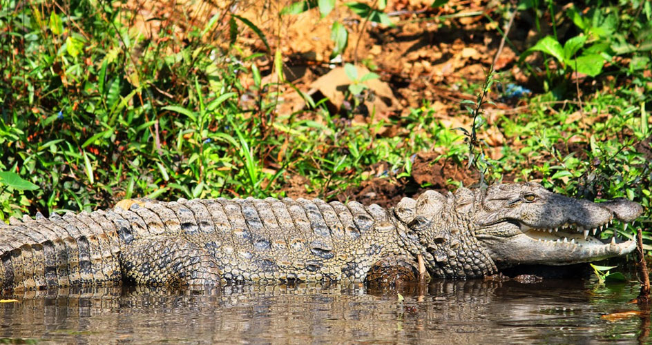 dandeli national park