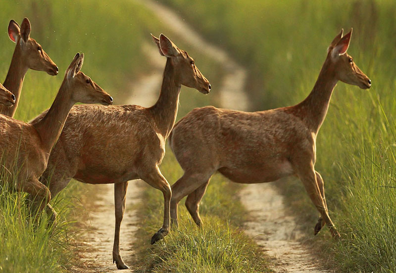 Deer in Dudhwa National Park