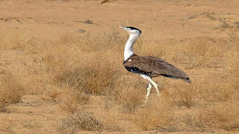 desert national park