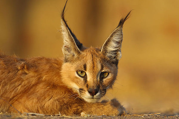 Tal Chhapar Blackbuck Sanctuary