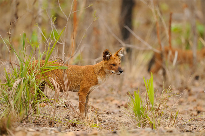 dhole nagzira