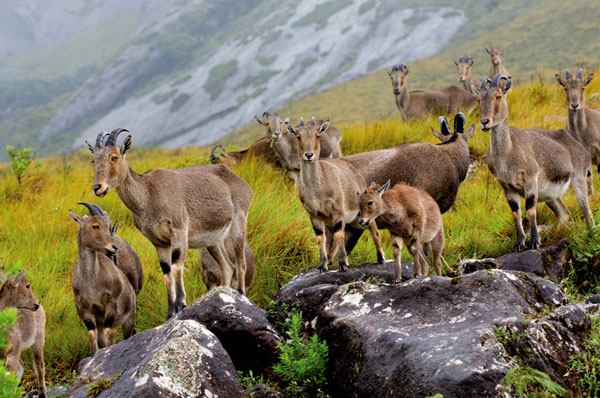 Kerala Wildlife Tour