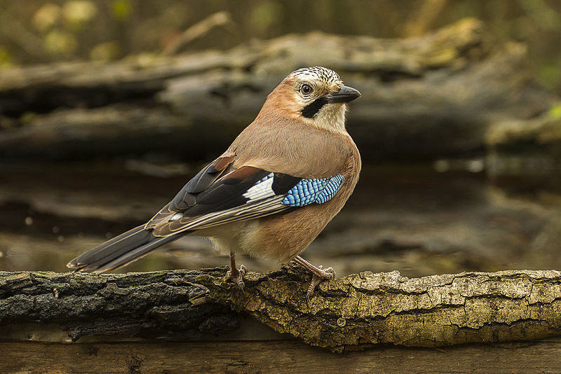 eurasian jay kisjuszallas