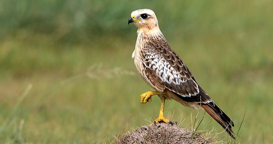 falcon in tal chhapar