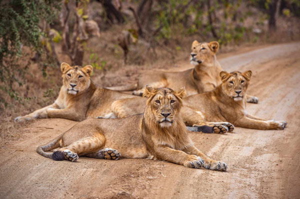 gir natinoal park - Last home of Asiatic lion