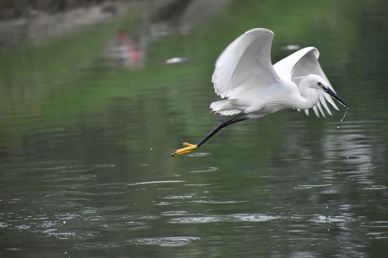 Kumarakom Bird Sanctuary-Kerala