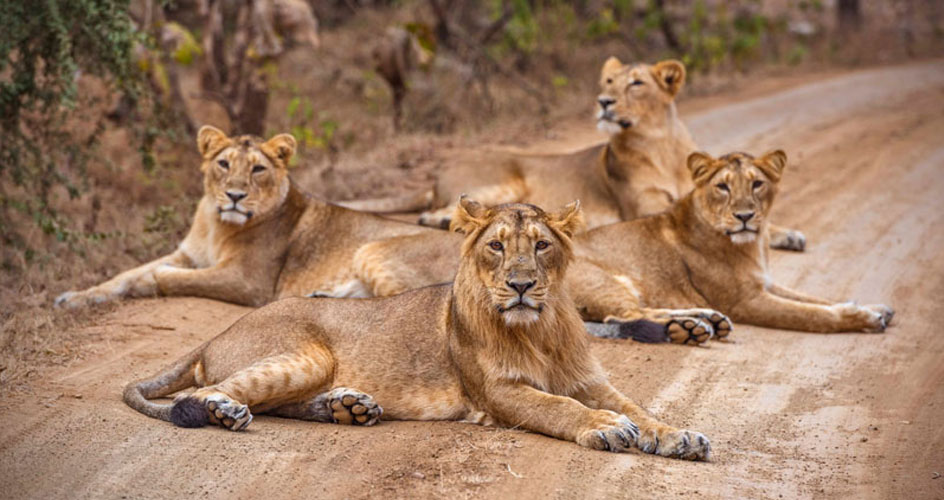 lion in gir national park