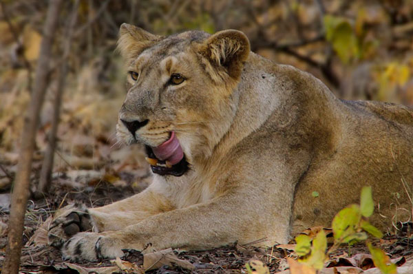 Little Rann of Kutch Wild Ass