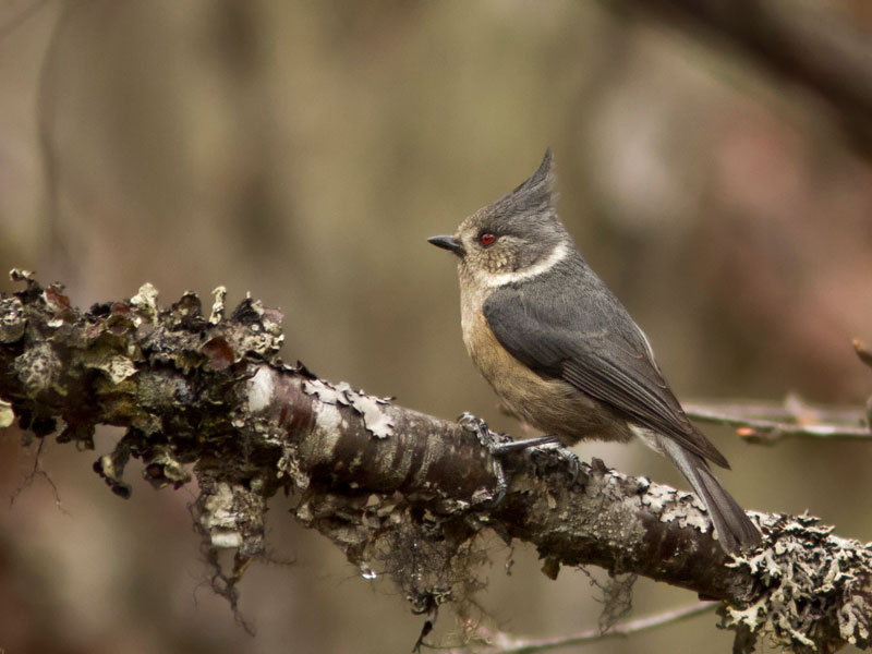 grey crested