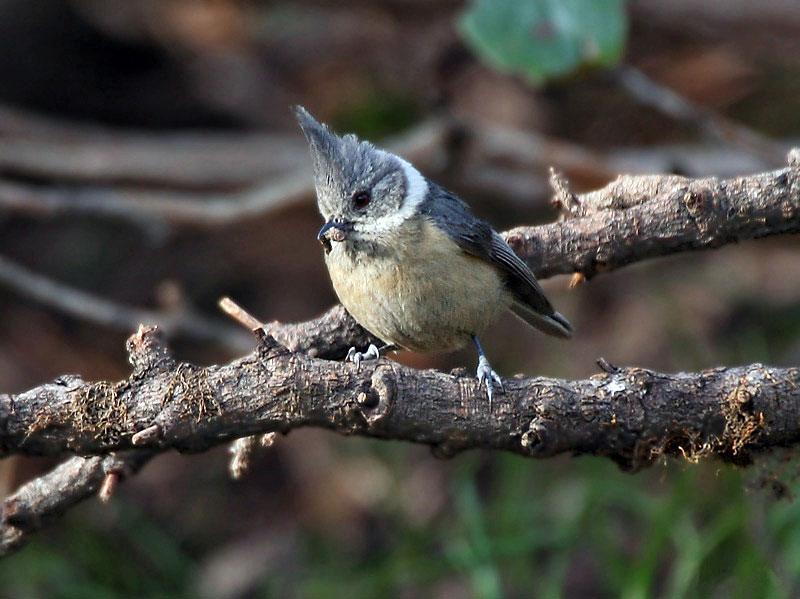 grey crested himachal