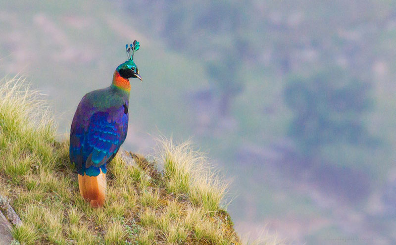 himalyan birds