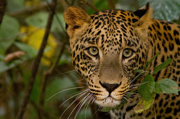 Nanda Devi National Park