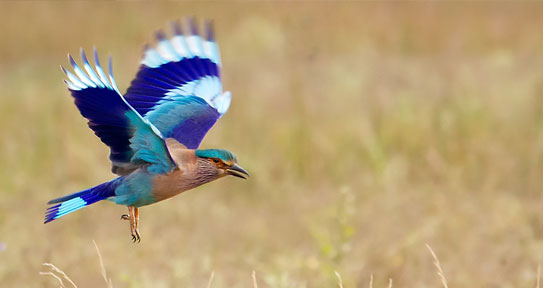 indian birds