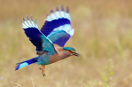 Bird Watching Tour at Himachal Pradesh