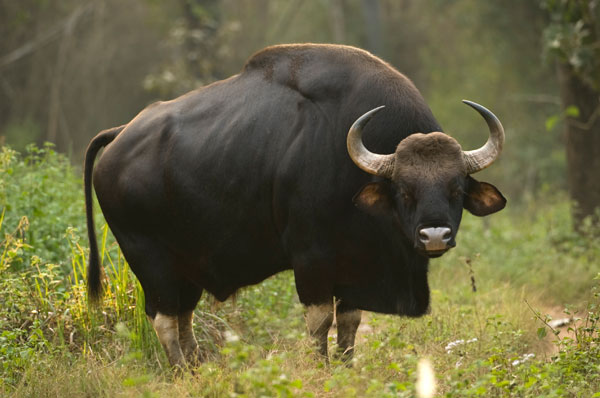 indian bison in Pench National Park