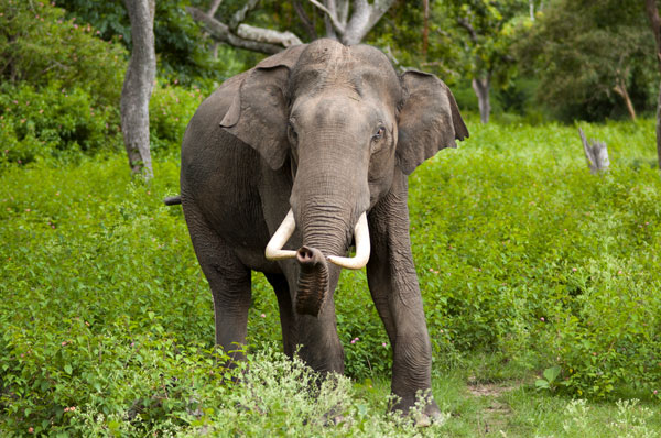 Kerala Wildlife Tour