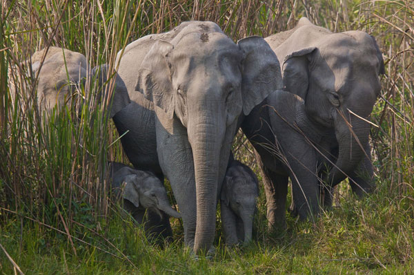 Wayanad Wildlife Sanctuary