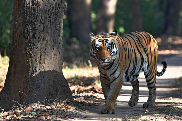 Kanha National Park