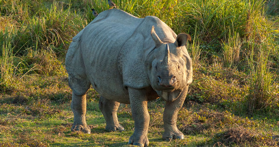 kaziranga