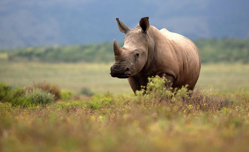 Rhino in Kaziranga National Park