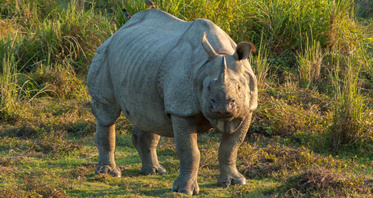 kaziranga national park