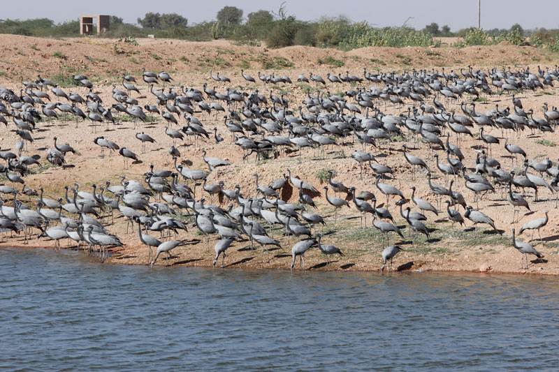 khichan cranes