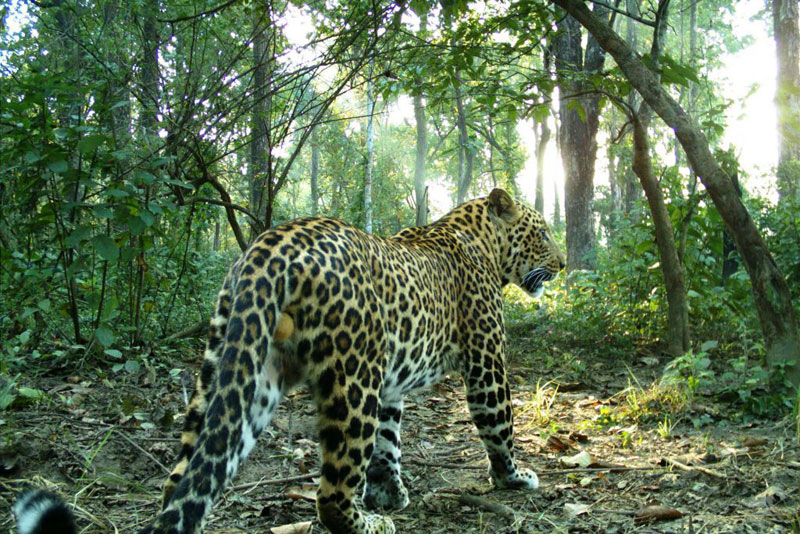 Leopard at Suklaphanta