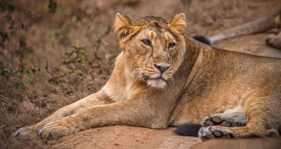 lion in gir national park