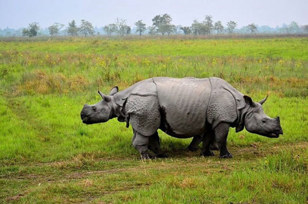 Manas National Park - Jungle Safari in World Heritage Park Manas National Park - Jungle Safari in World Heritage Park