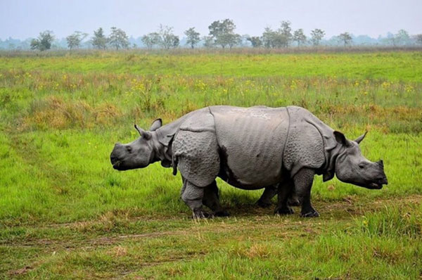 Kaziranga National Park Weekend Getaway