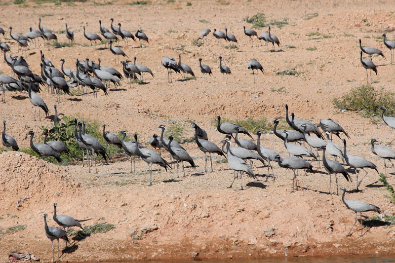 khichan cranes