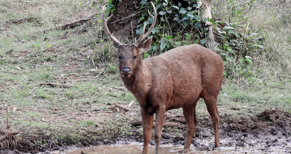 nagarhole national park